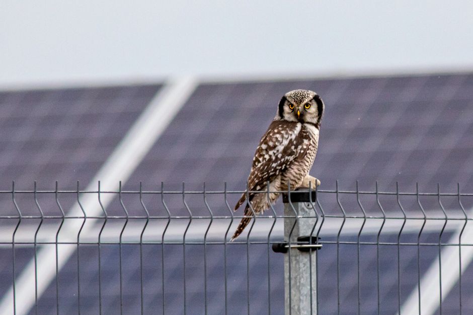 Parc solaire de Saint-Romans : allier énergie renouvelable et biodiversité sur une ancienne carrière