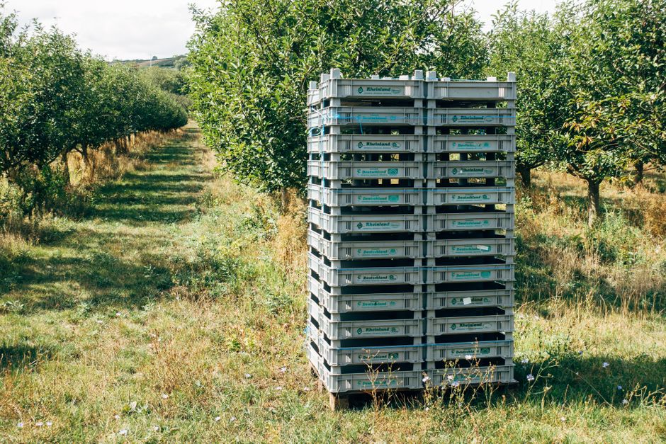 Agrivoltaïsme arboricole : le démonstrateur Fructus Aqua Solar de CVE pour protéger les vergers de poiriers