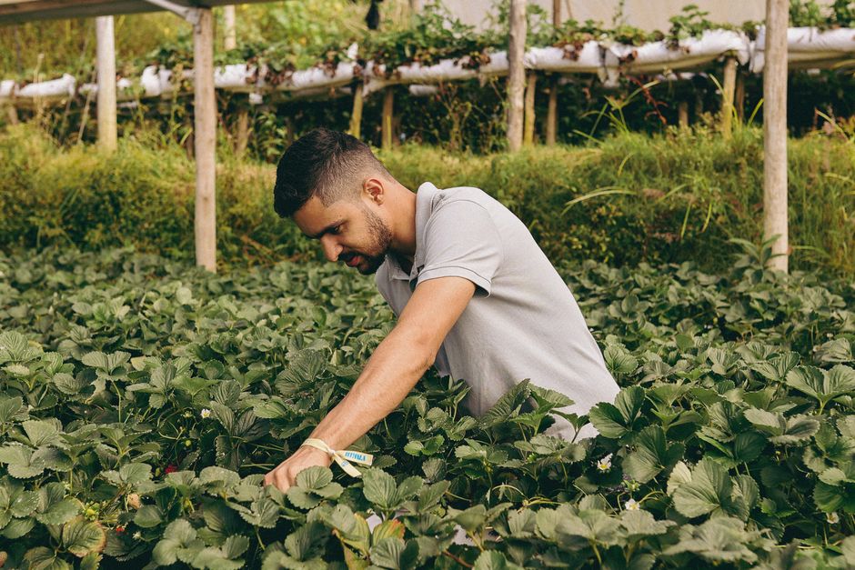 Comment l'agrivoltaïsme transforme l'agriculture biologique avec Reden