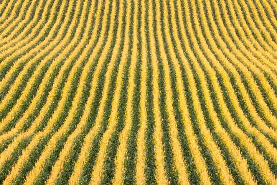 Agrivoltaïsme et protection des cultures : une réduction de 20 °C de la température des sols
