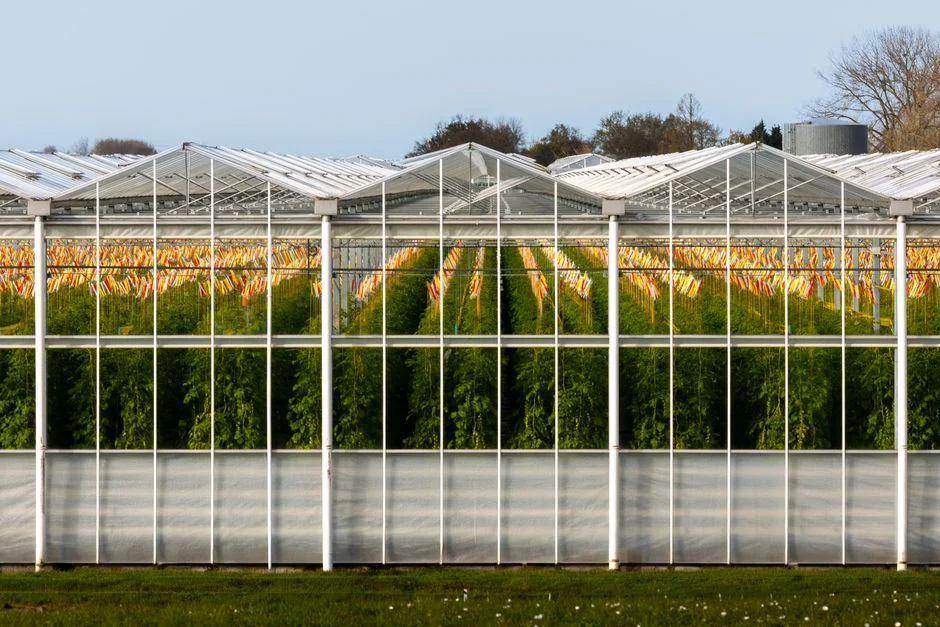 Gers : une serre agrivoltaïque pour un agrume japonais inédit