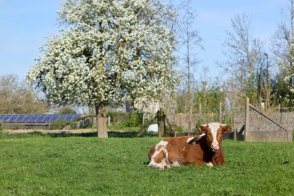 Agrivoltaïsme : sous les panneaux, l’herbe des prairies résiste mieux à la sécheresse