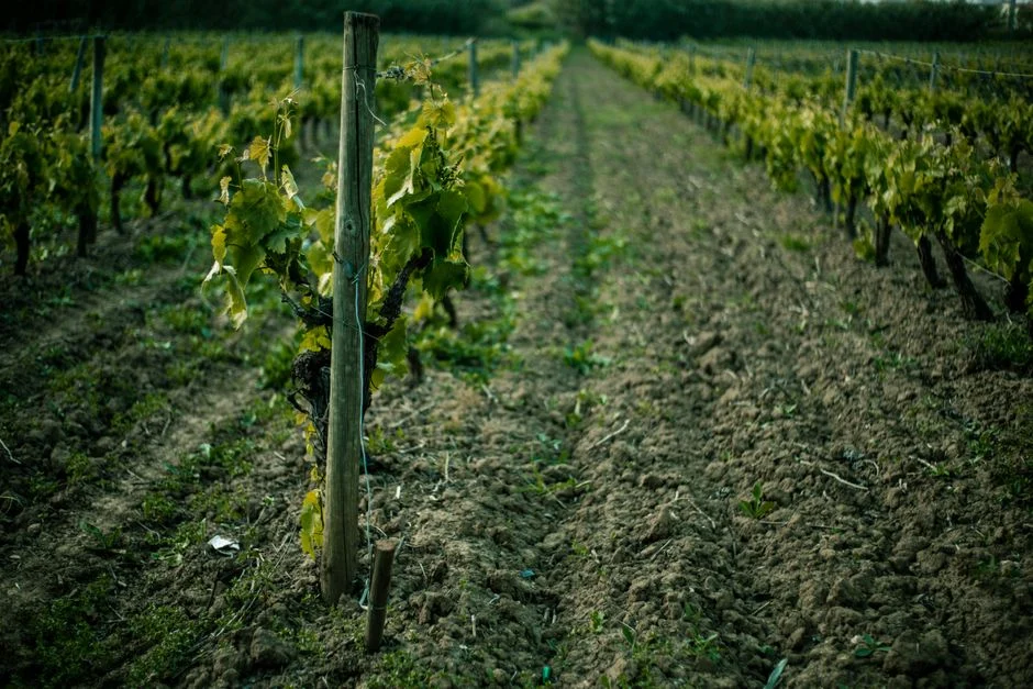 Agrivoltaïsme et vigne : AgriPower présente ses premiers résultats à Nîmes le 22 octobre