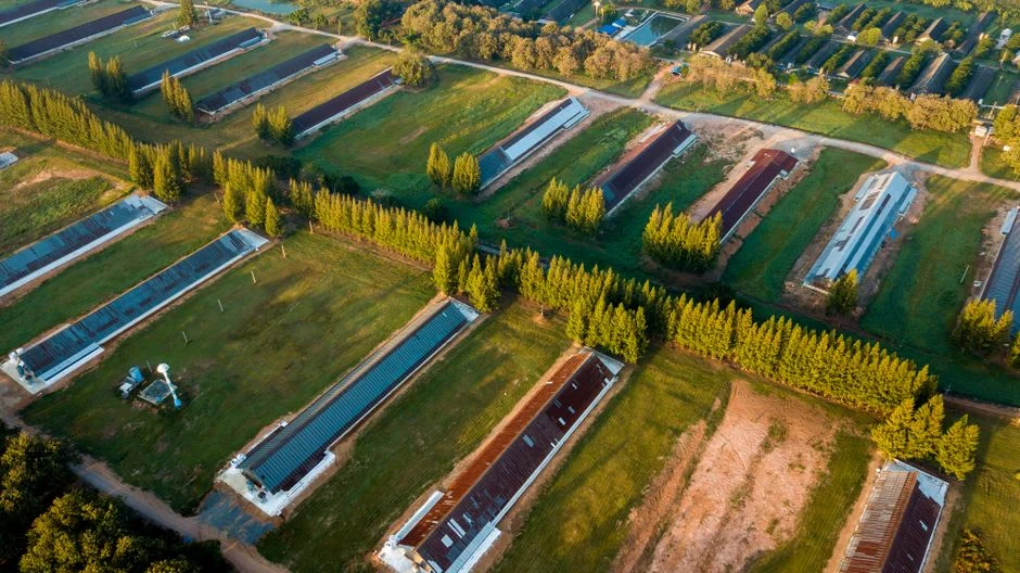 Agrivoltaïsme : pourquoi les banques serrent la vis et quels financements peuvent prendre le relais