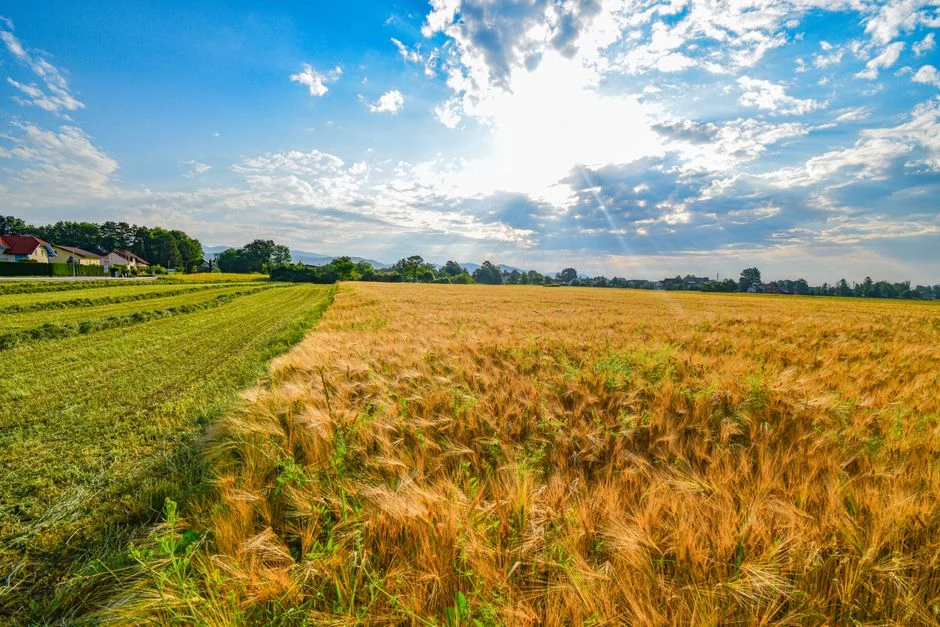 Agrivoltaïsme : à Bordeaux, la filière européenne bute sur la réglementation et le financement