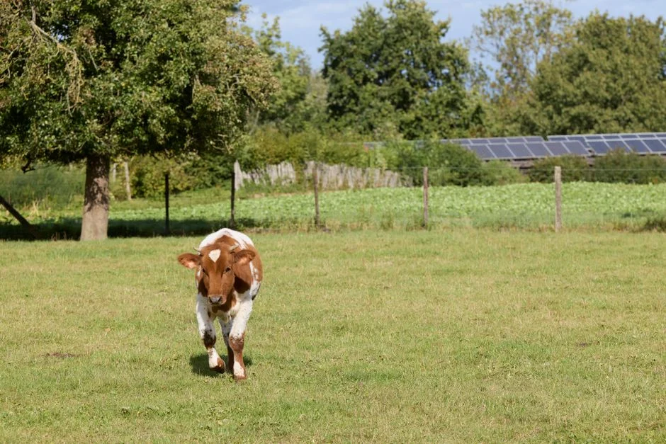 Solaire et biodiversité : Paris accueille la première conférence internationale sur le sujet les 28 et 29 octobre